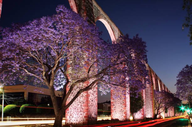 Rosewood trees in bloom, Queretaro
