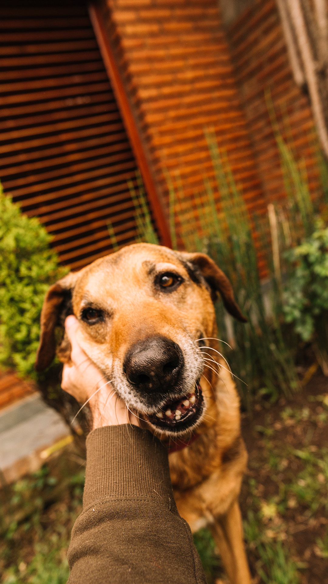 lovely-dog-posing-garden